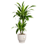 amber grail 47cm linnen wit